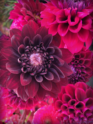 Burgundy Blooms