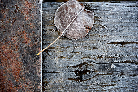 Leaf in Frost